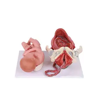 Visą laiką vaisiaus pristatymo metu modelis kūdikio gimimo procesą modelis akušerija ir Ginekologija Mokymo Modelį