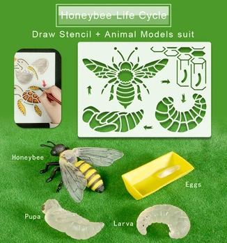 Montessori Švietimo Žaislai, Piešimo Šabloną Gyvūnų Gyvenimo Ciklą,Modeliavimo Bitė,Drugelis Modelius, Mokymo Medžiaga Vaikams